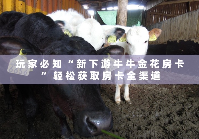 玩 家 必 知 “ 新 下 游 牛 牛 金 花 房 卡 ” 轻 松 获 取 房 卡 全 渠 道	