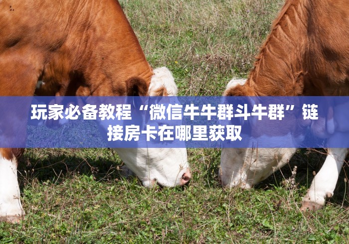 玩家必备教程“微信牛牛群斗牛群”链接房卡在哪里获取
